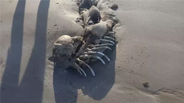 الكائن الغامض الشبية