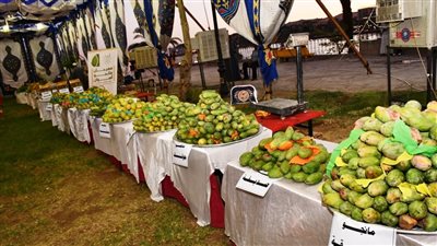 اليوم.. أسوان تستعد لافتتاح فعاليات المهرجان السنوي للمانجو