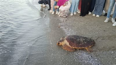 البيئة تطلق سلحفاة المطرية لبيئتها الطبيعية بمحمية أشتوم الجميل | فيديو