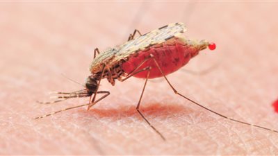 بنجلاديش تكافح تفشي حمى الضنك.. والوفيات في ارتفاع مستمر