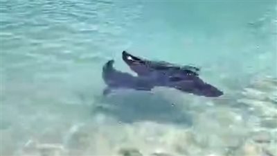 مدير معهد علوم البحار السابق بالغردقة يحذر من الاقتراب من سمكة شيطان البحر