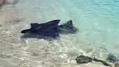 ظهور سمكة شيطان البحر على شواطئ الغردقة للمرة الثانية خلال 72 ساعة | بث مباشر