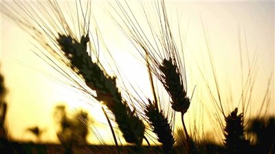 بعد وقف اتفاقية الحبوب.. مصادر بالتموين: القمح آمن ويكفي لـ 6 أشهر