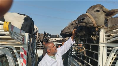 انطلاق الحملة الثانية لتحصين الماشية بالأقصر ضد الحمى القلاعية والوادي المتصدع