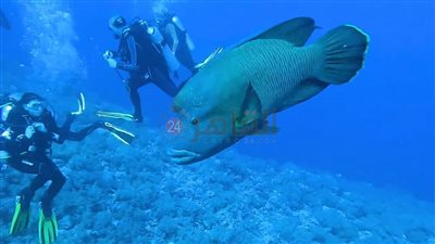 نابليون تظهر بمرسى علم.. من الأسماك المهددة بالانقراض والغطاسون يلتقطون الصور التذكارية | صور وفيديو