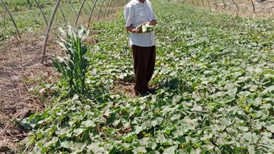 جمع 120 مليون جنيه.. القبض على مستريح التقاوي الزراعية في الدقهلية