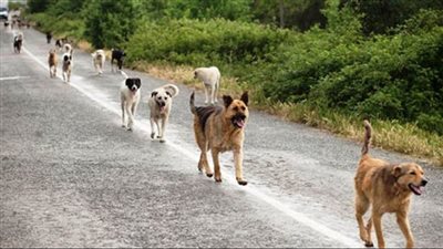 كلب مسعور يعقر 5 أطفال في الفيوم