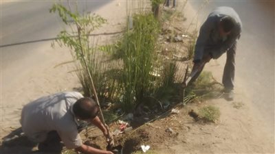 ضمن مبادرة 100 مليون شجرة.. زراعة أشجار مثمرة وأخرى للزينة بالمنيا