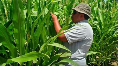 التوسع في زراعة المحاصيل الاستراتيجية الصيفية بمنطقة سهل الطينة ببورسعيد | صور