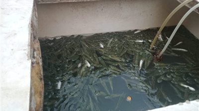 إلقاء 425 ألف زريعة سمك في المجاري المائية بمنوف