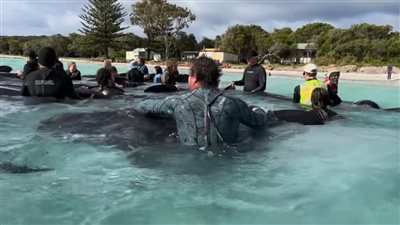 نصفها مات بالقتل الرحيم.. العثور على عشرات الحيتان الناقة بأحد شواطئ أستراليا