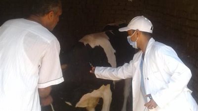 تحصين 24 ألف رأس ماشية في قنا لمواجهة الحمى القلاعية والوادي المتصدع