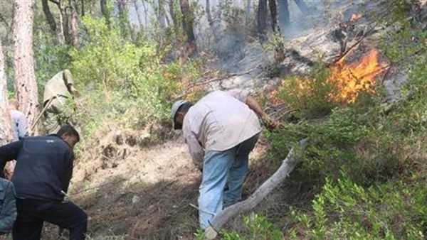 حرائق الغابات