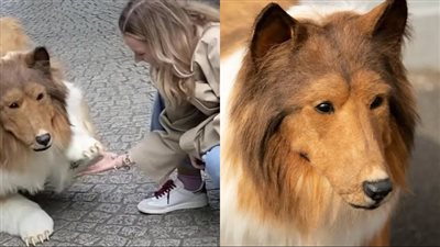 شاب ياباني أنفق 20 ألف دولار لتحويل نفسه إلى كلب وأصبح له أصدقاء جدد