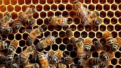 نحلة سيئة السمعة.. طبيبة بيطرية: النحل يشرب الخمر ويسكر مثل البشر