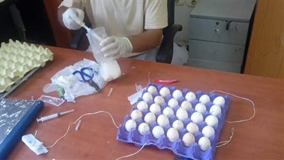 حملة لمواجهة الثعابين في قرية جزي بالمنوفية باستخدام البيض