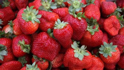 الزراعة تخفض رسوم حماية حقوق الملكية الفكرية لأصناف الفراولة للتصدير لدول الخليج