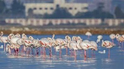 بورسعيد تستعد لإطلاق مهرجان بورسعيد الدولي الثاني لمراقبة وتصوير الطيور