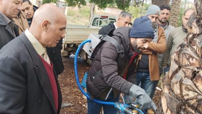 لتحسين الإنتاجية.. الزراعة تكافح سوسة النخيل الحمراء بـ 25 ألف عبوة مبيد