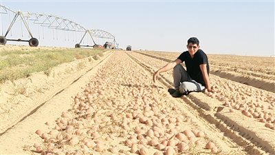 لأول مرة في تاريخها.. الزراعة: فحص أكثر من مليون طن بطاطس لتصديرها 