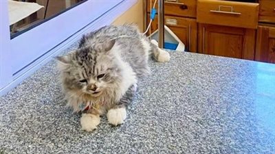 عنده نزيف بالكبد.. الأقصريون يعبرون عن حزنهم بسبب إصابة «يويو» أشهر قط في المحافظة: حاجة توجع القلب 