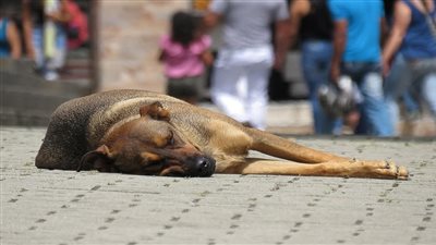سيدة تتقدم ببلاغ بعد عثورها على 30 كلبًا مسمومًا في حدائق الأهرام