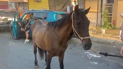 مصرع طفل سقط من على حصان بسوهاج 