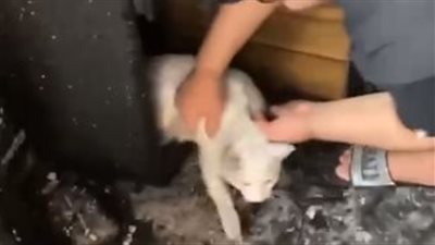 قطة تنجو بأعجوبة من حريق كبير.. وصاحبها: استودعتها الله قبل حدوث الحريق
