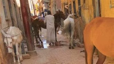 خيول وحمير ودواجن تغلق شوارع بالأقصر ورئاسة المدينة تتحرك على الفور 