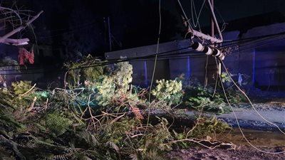 الحماية المدنية بالمنوفية تتعامل مع سقوط شجرة وعامود كهرباء في الطريق العام