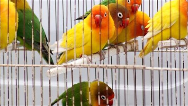  تربية العصافير في