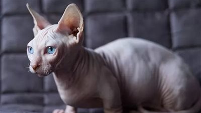 سيفنكس والجوهرة.. تعرف على أغرب سلالات القطط في العالم 