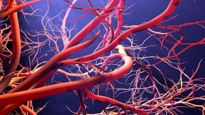 ما تأثير نقص الفيتامينات على صحة الأوعية الدموية؟