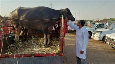 تحصين أكثر من 22 ألف حيوان ضد الحمى القلاعية والوادي المتصدع بالأقصر