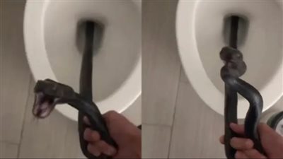 سيدة تتفاجأ بوجود ثعبان مرعب في مرحاضها.. وتستغرق يومين للتخلص منه |فيديو