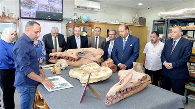 فرعون الحيتان المنقرض منذ 41 مليون سنة.. اكتشاف جديد لمركز حفريات جامعة المنصورة 