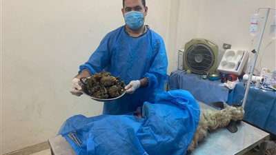 جراحة استمرت ساعة ونصف.. تفاصيل إنقاذ خروف ابتلع 4.5 كيلو حبال وشكائر بالقليوبية | صور