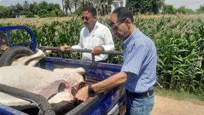ضبط بقرة مذبوحة خارج السلخانة وغير صالحة للاستهلاك الآدمي قبل بيعها للمواطنين في المنيا