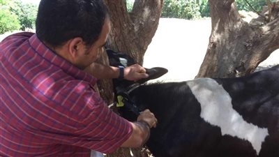 تحصين 75 ألف رأس ماشية ضد الحمى القلاعية والوادي المتصدع بالمنيا 