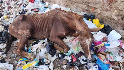 مالك حصان يلقيه في القمامة بعد إصابته بأمراض في طنطا.. والطب البيطري يتدخل لإنقاذه 
