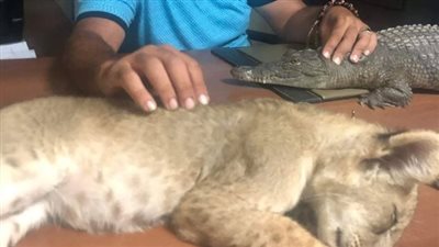  تفاصيل ضبط حيوانات محظورة بينها أسد وتمساح بأحد شواطئ الغردقة | بث مباشر 