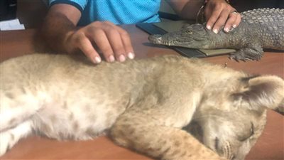 إخلاء سبيل المتهم بحيازة حيوانات محظور تداولها بالغردقة