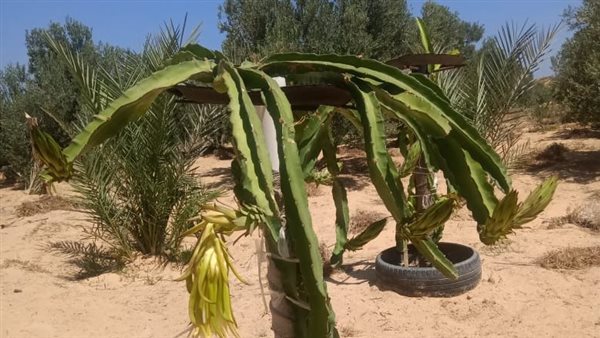 زراعة الدراجون فروت