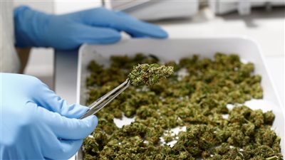 تجديد حبس سائقين ضبط بحوزتهما 7.9 كيلو حشيش في الشروق