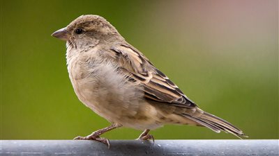 أمين الفتوى: كل مسلم لازم قلبه يبقى مثل قلب الطير