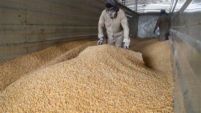 أمريكا تستعد لتسريع شكوى ضد حظر المكسيك للذرة المعدلة جينيا