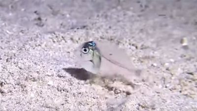 عقب تصويرها بمرسى علم.. خبير يعلق على ظهور سمكة شفافة: حقيقة وفي مرحلة عمرية من حياتها | بث مباشر 