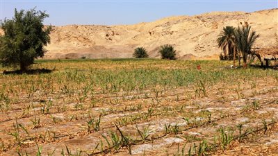 وفد الفاو يزور أسوان لبحث تنفيذ أنشطة مشروع تعزيز الزراعة مناخيًا