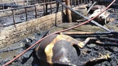 نفوق 4 رؤوس ماشية بحريق حظيرة مواشٍ بأسيوط 