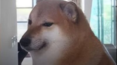 وفاة أشهر كلب ميمز في العالم بعد صراع مع السرطان.. وصاحبه: أتمنى استمراره في إضفاء البهجة على الجميع